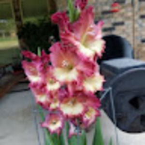 Meet your Posher, Pat